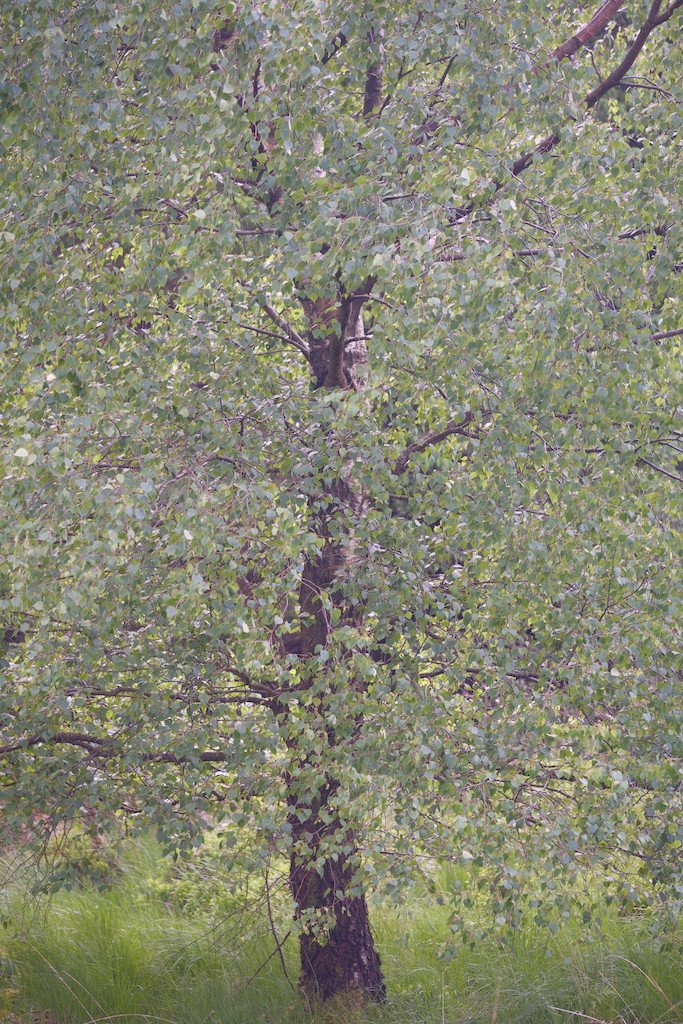 tree full with dappled coloured leaves