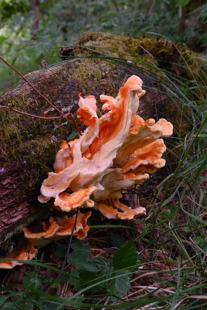 DSCF3938.JPG