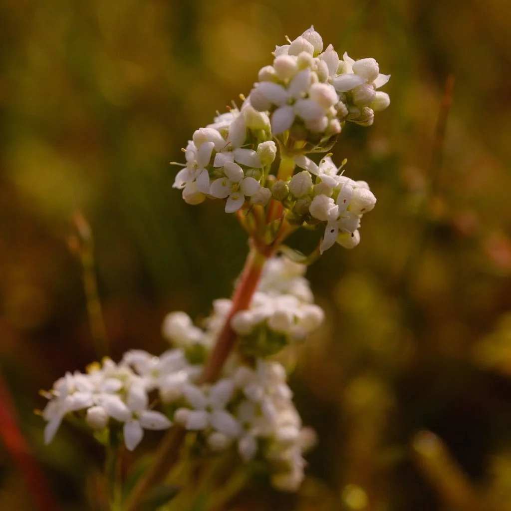 DSCF3664.JPG