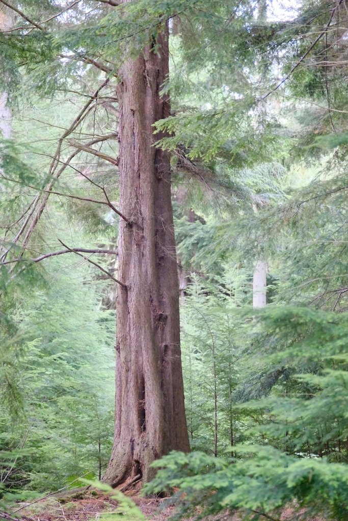 meet a tree in Holystone Woods Coquetdale Northumberland