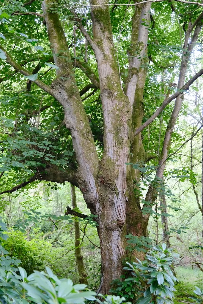 tree in sidwood kielder forest
