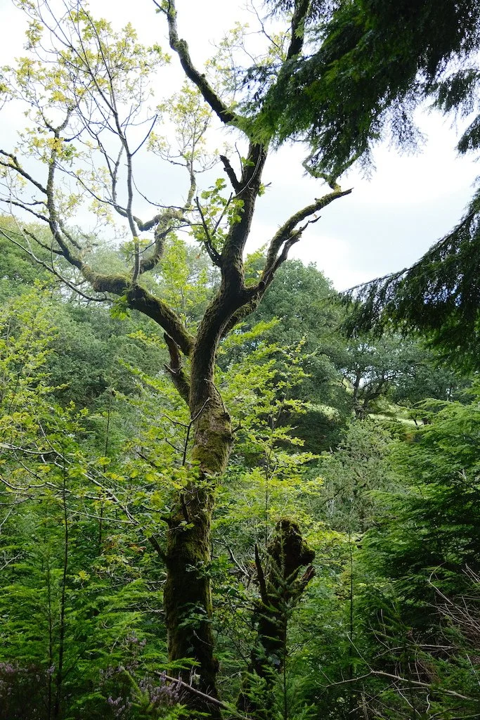 meet a tree in Holystone woods Coquetdale Northumberland