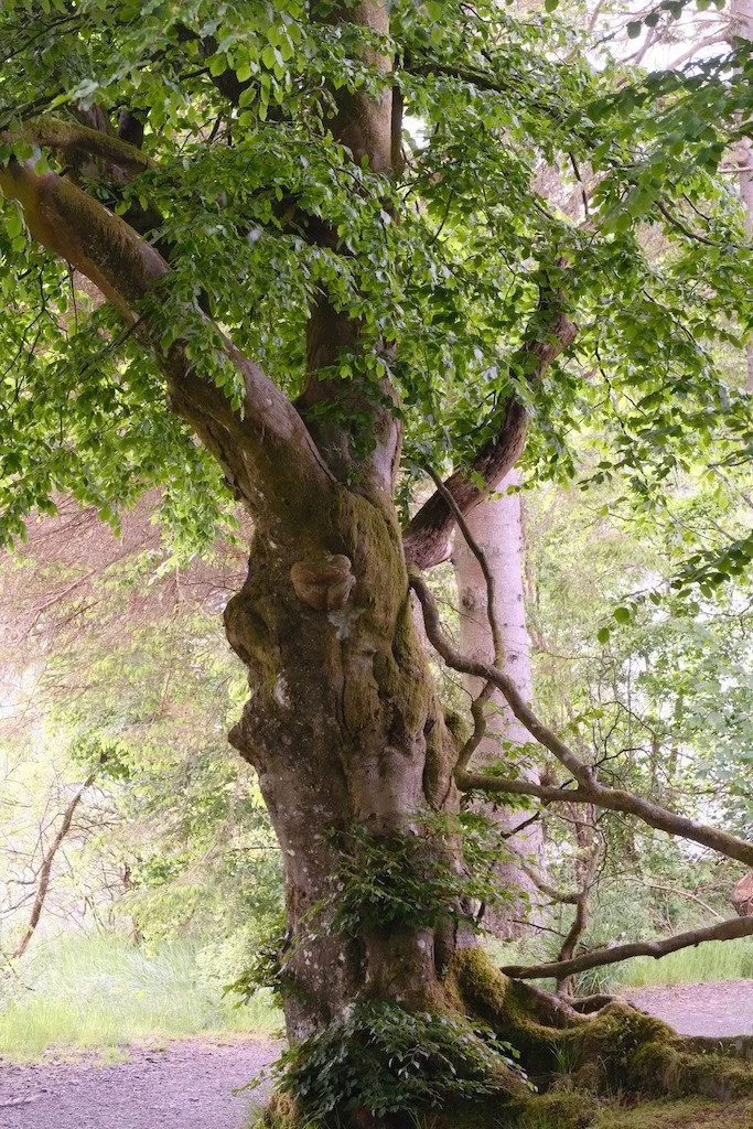 old gnarly and twisted tree along a path in Kielder forest in spring