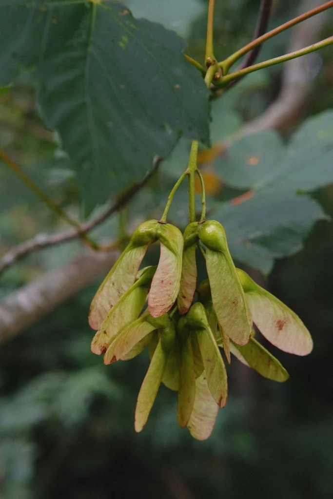 DSCF4132.JPG