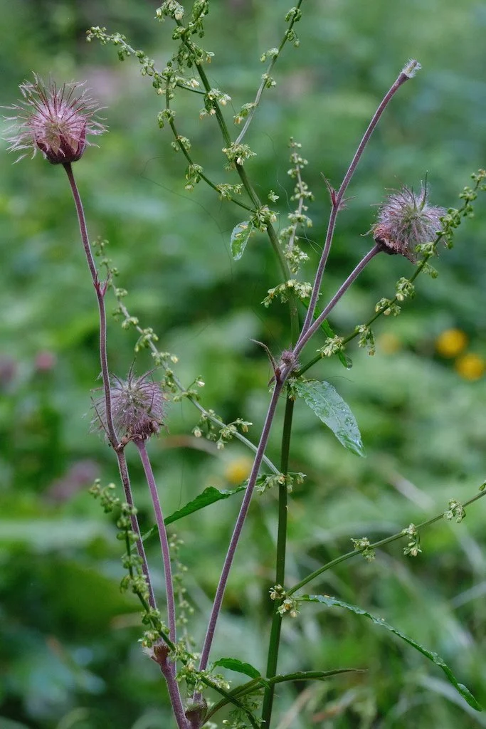 DSCF3972.JPG