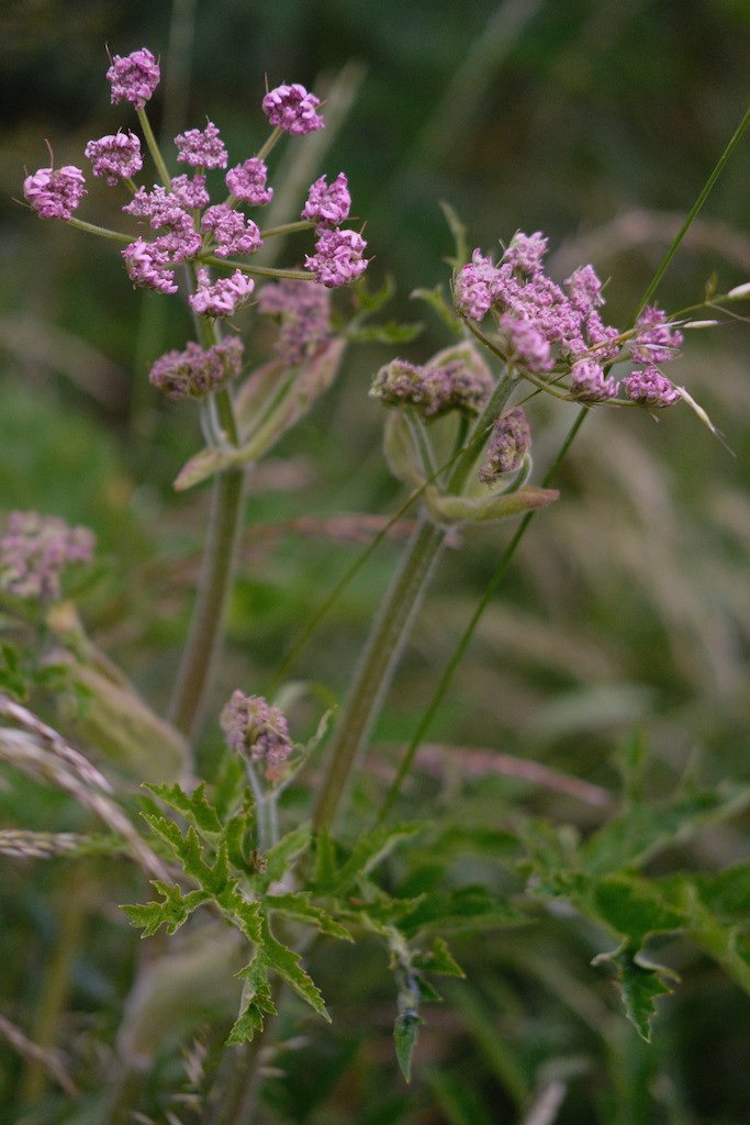 DSCF3925.JPG