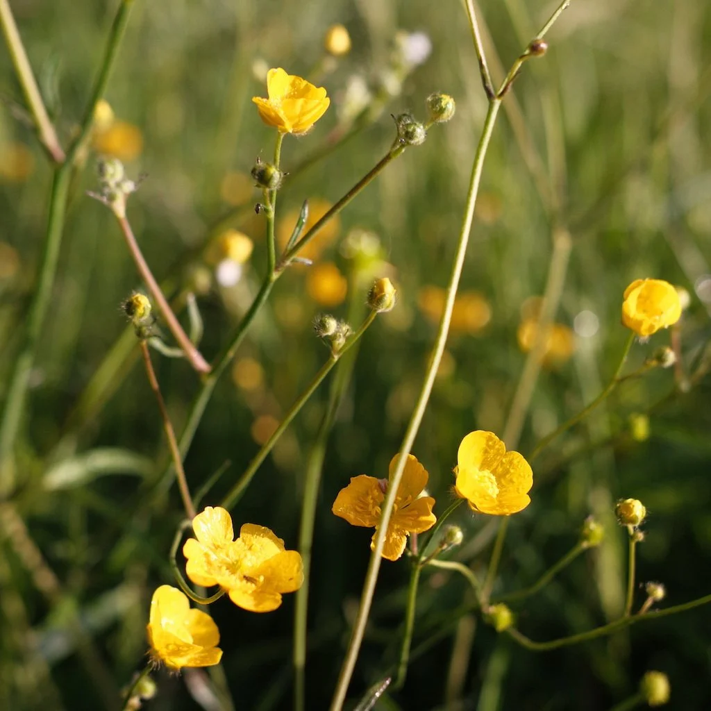 DSCF3646.JPG