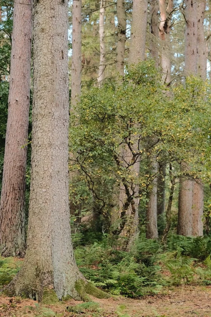 small tree within larger tall trees