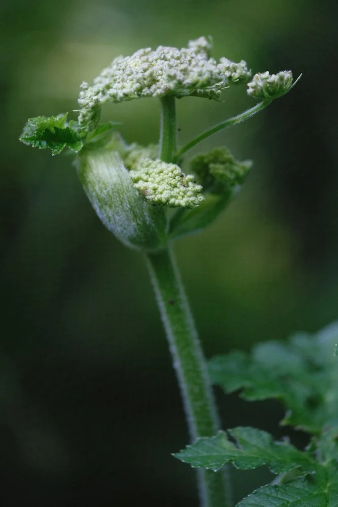 DSCF3989.JPG