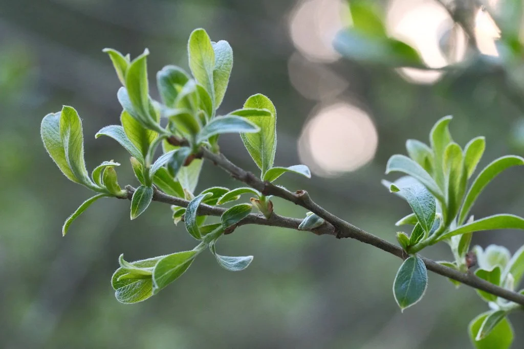 DSCF3108.JPG