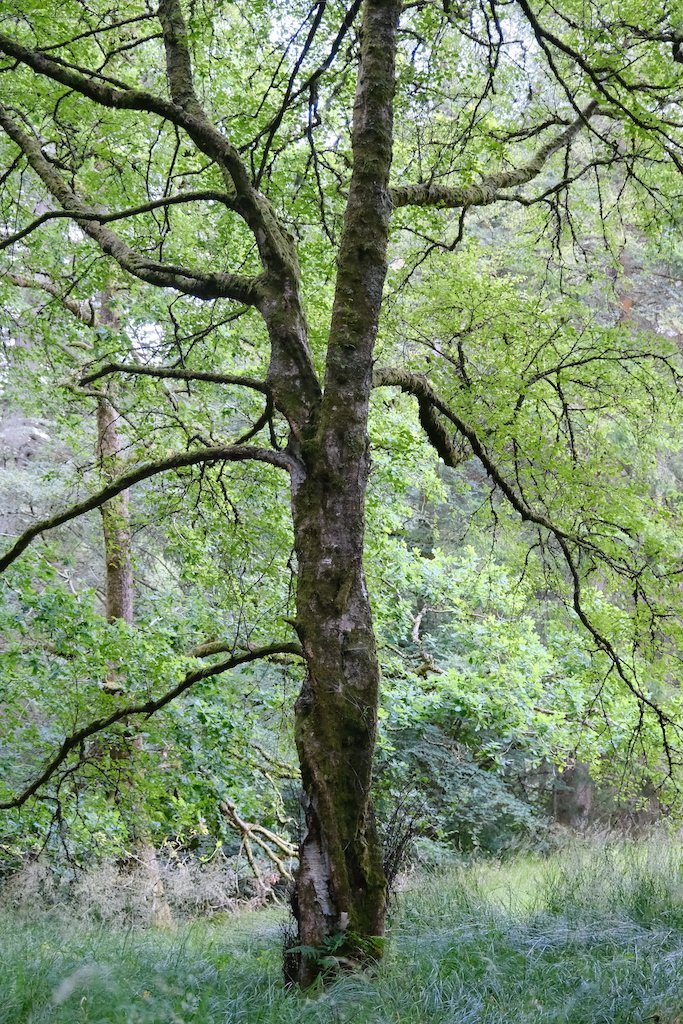 tree within sidwood kielder forest