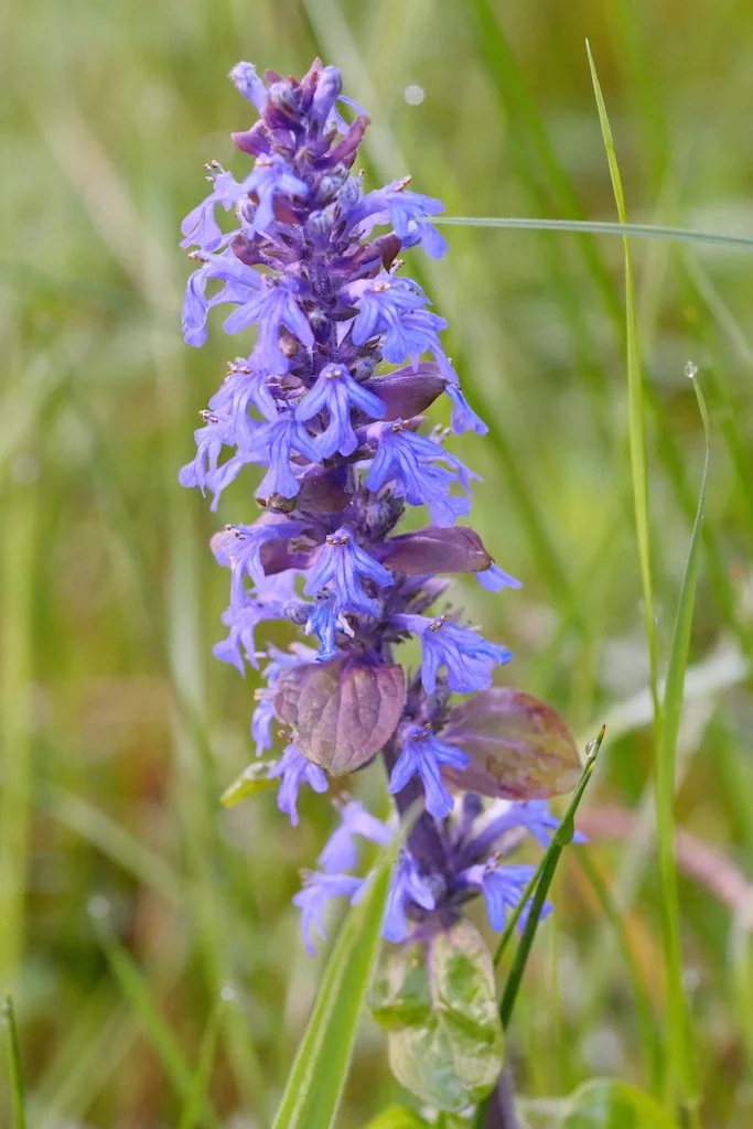 DSCF3726.JPG