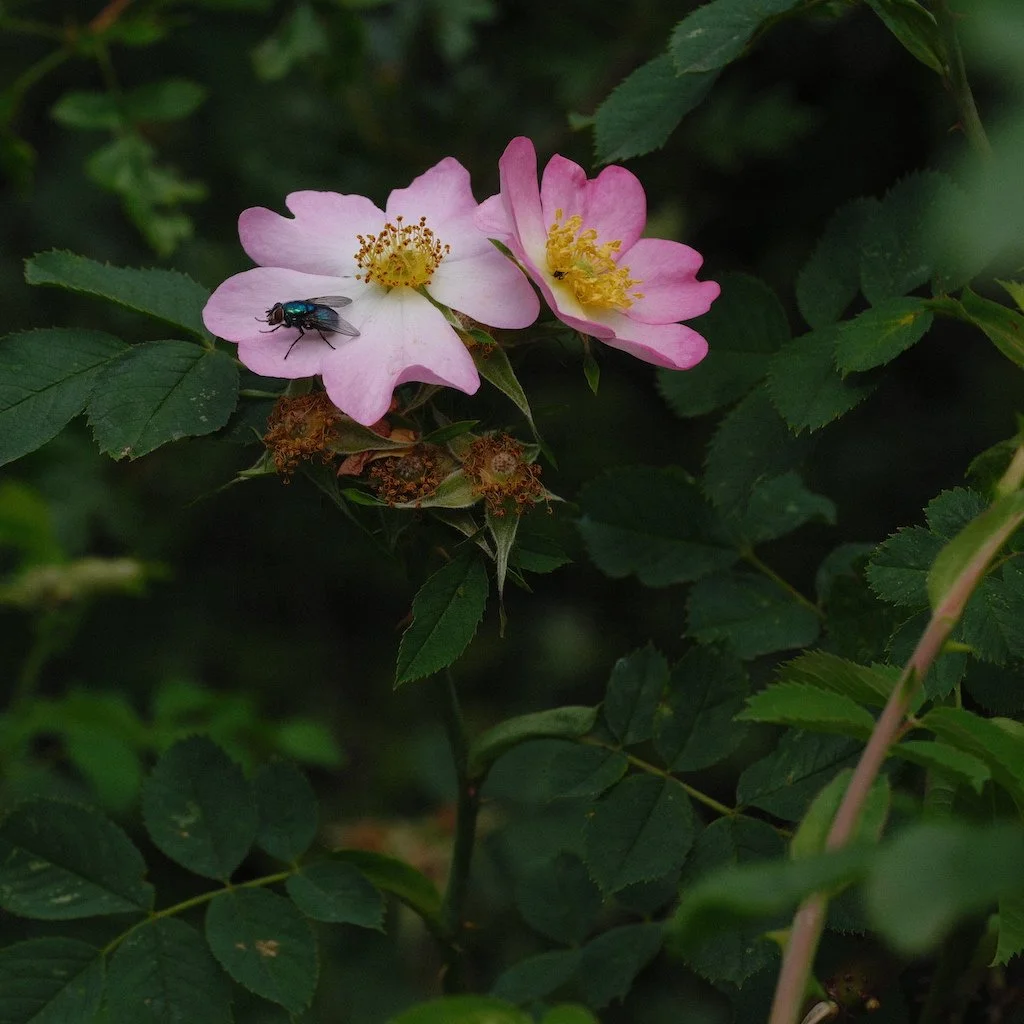 DSCF4028.JPG
