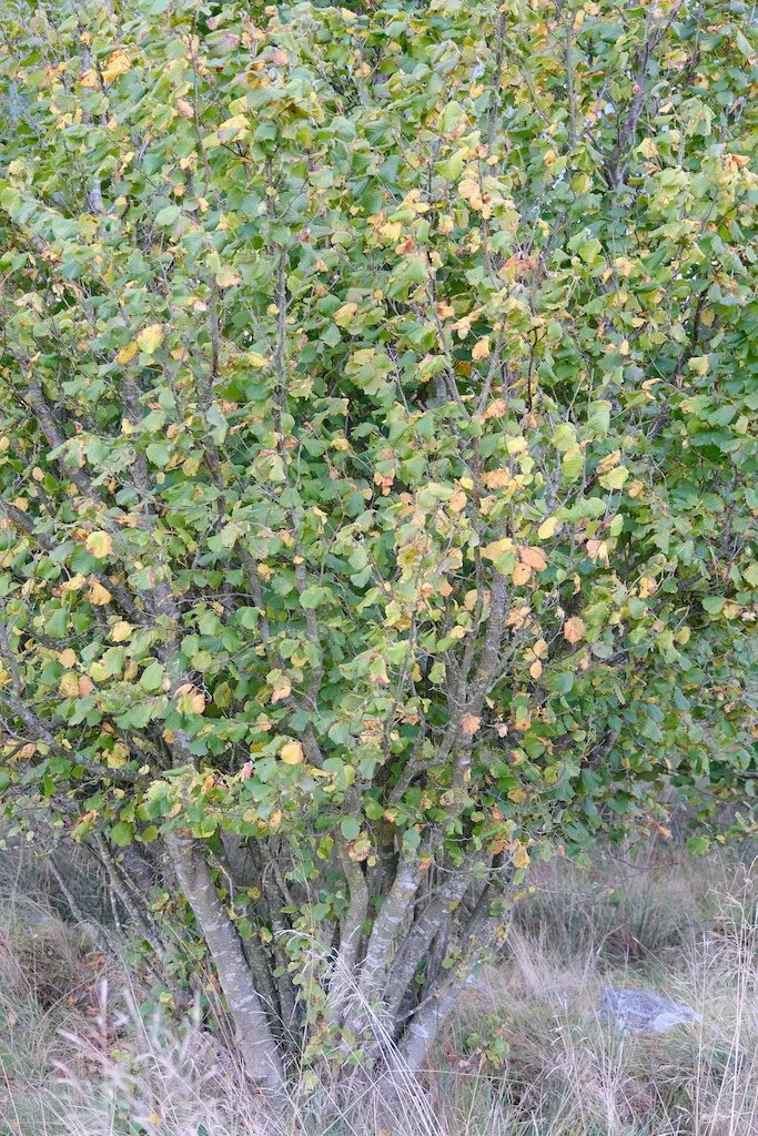 coppiced tree with leaves turning yellow and orange