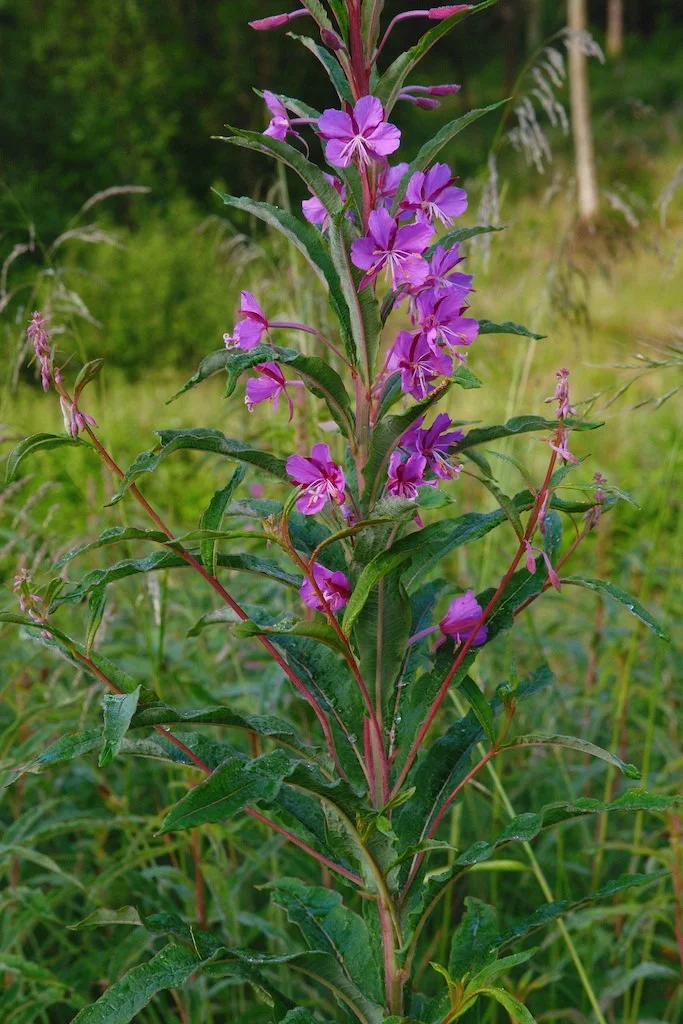 DSCF4052.JPG