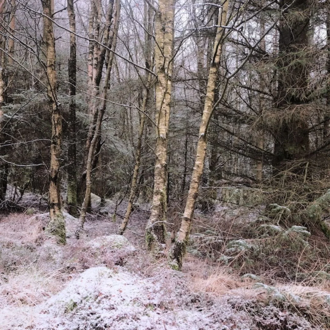 To walk into nature.jpg