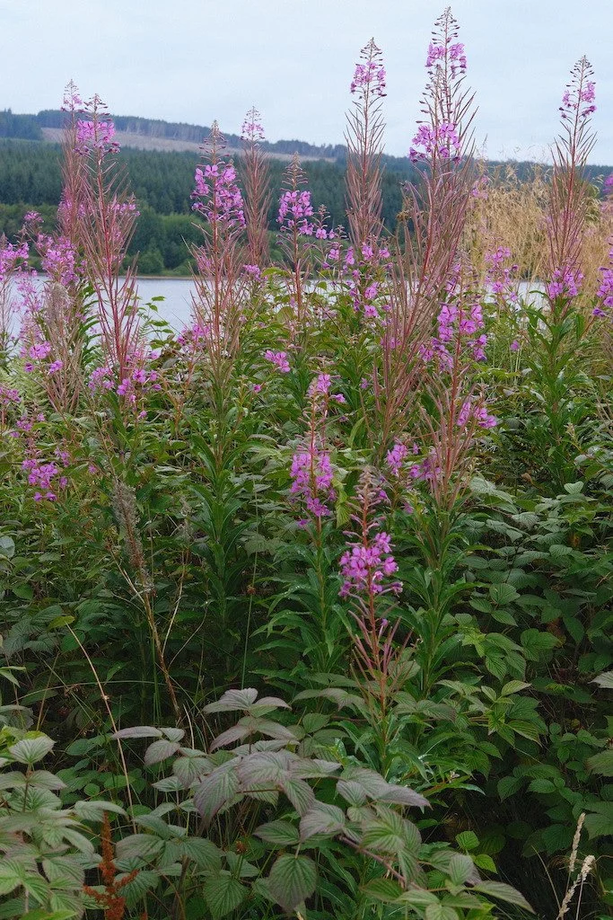 DSCF4150.JPG