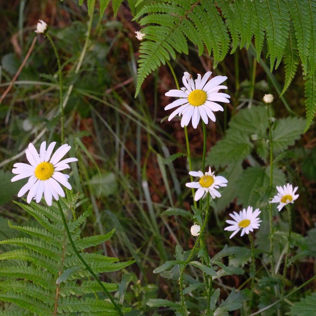 DSCF3833.JPG
