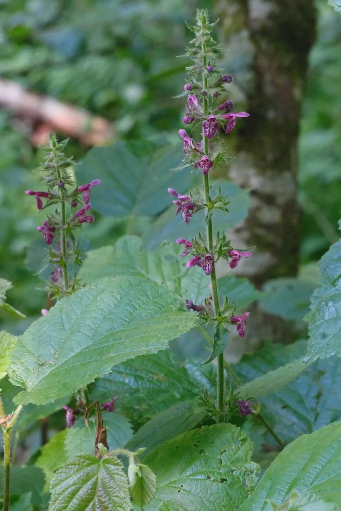 DSCF3986.JPG