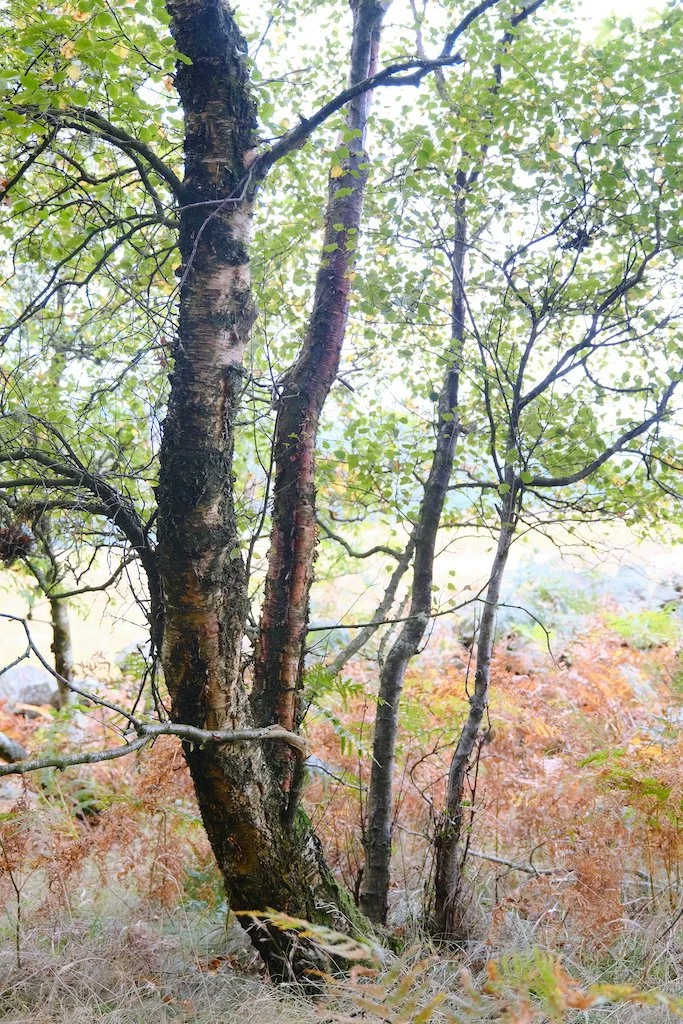 birch tree with light green autumn leaves and reddish braken