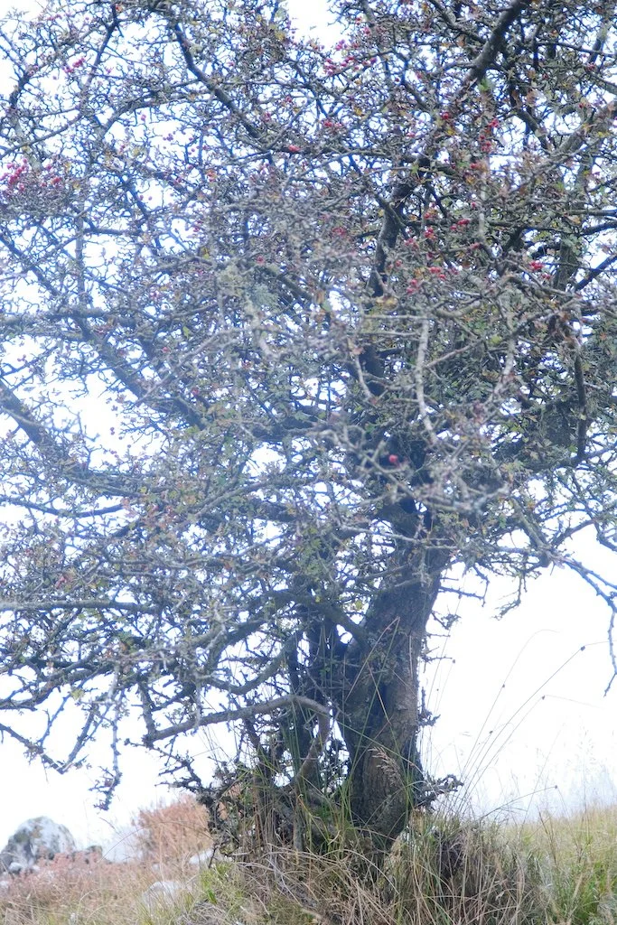old small gnarly hawthorn