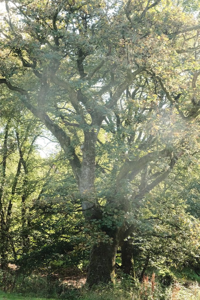 large tree in woodland in autumn with unchanged leaves
