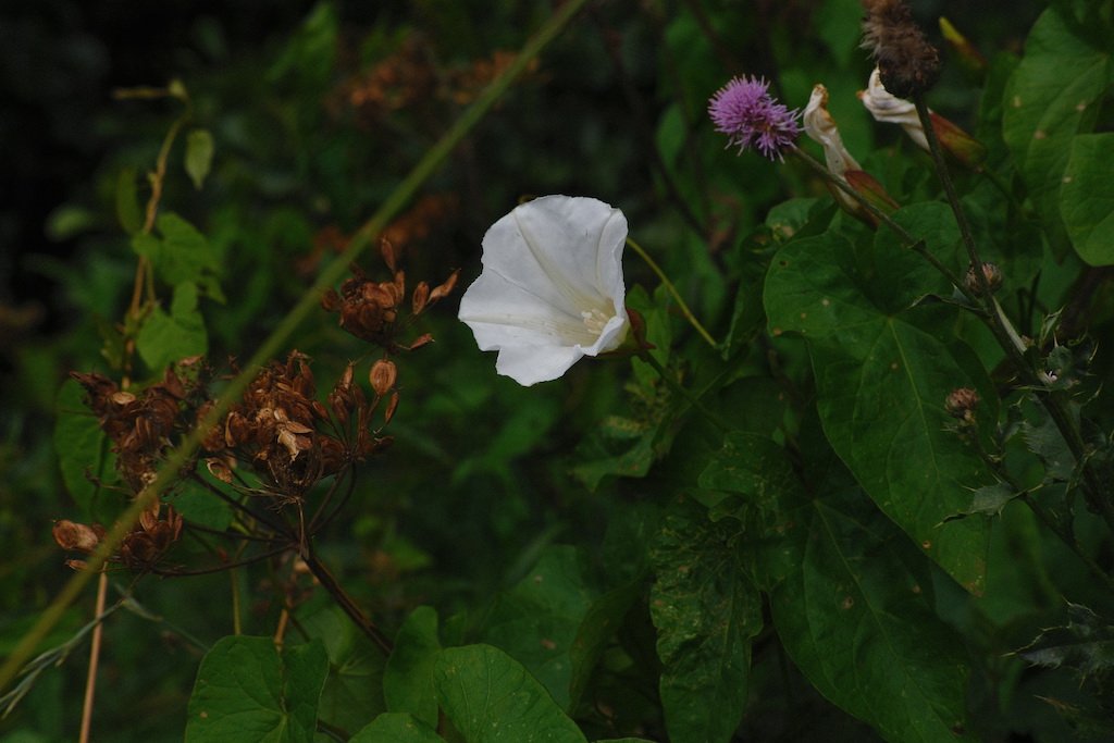 DSCF4136.JPG