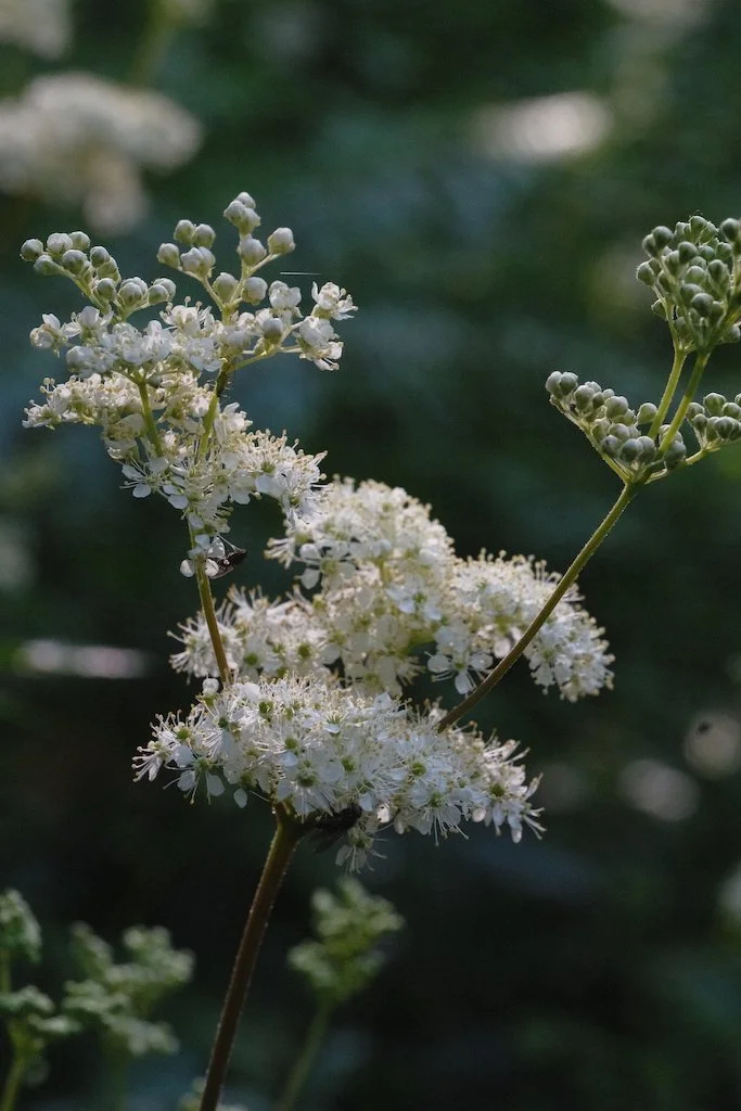 DSCF3983.JPG