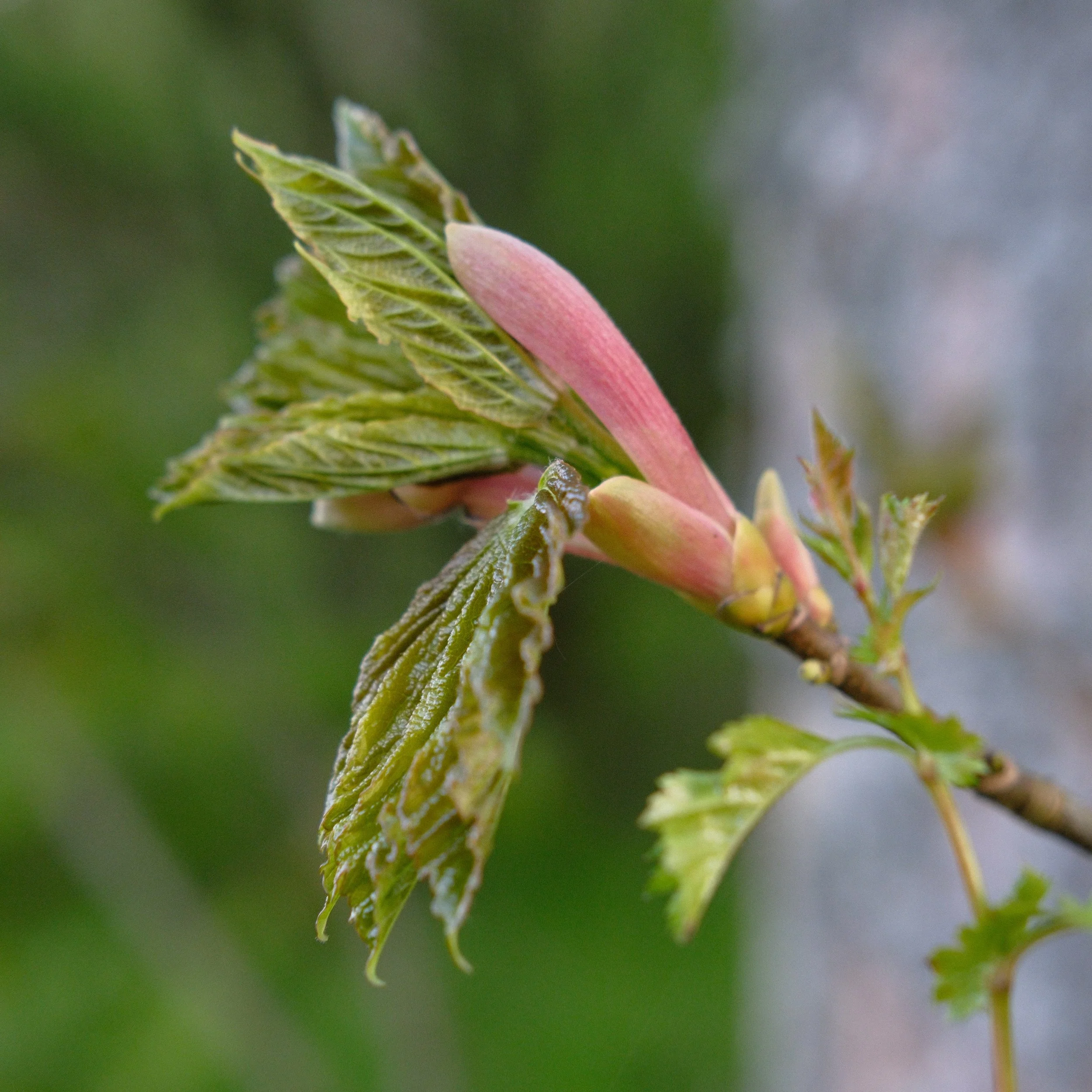 DSCF3345.JPG
