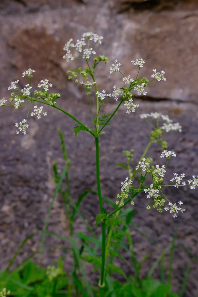 DSCF3509.JPG