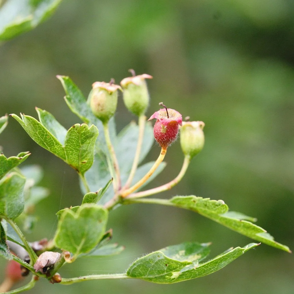 DSCF4023.JPG