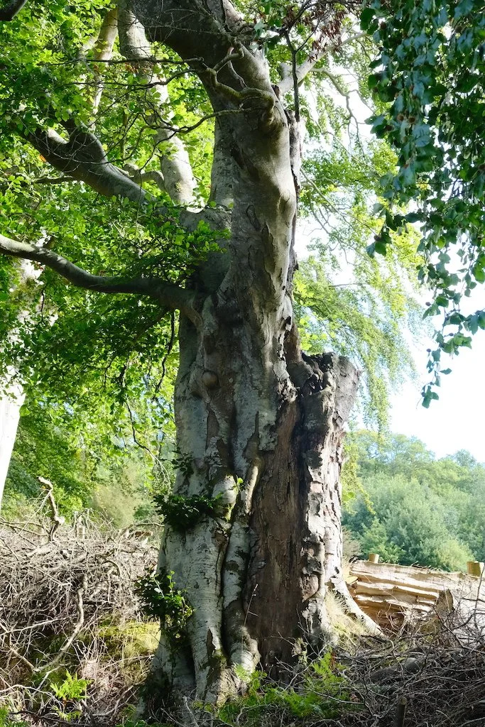 large trunk old tree