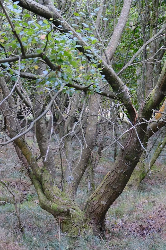tree with twisted 4 trunks in autumn
