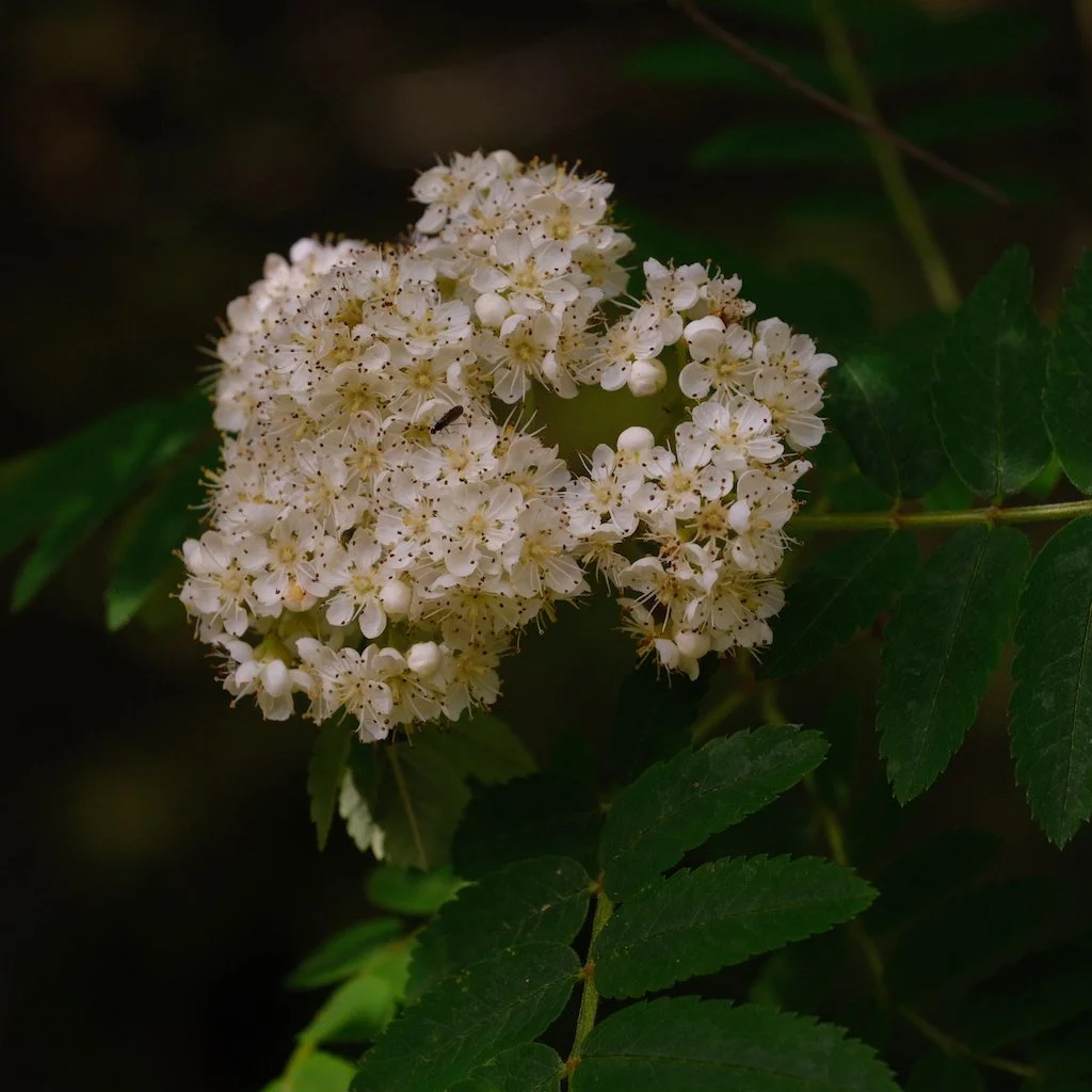 DSCF3753.JPG