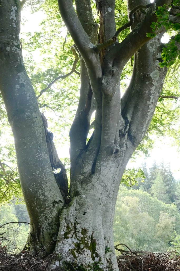 meet a tree in Holystone woods Coquetdale Northumberland