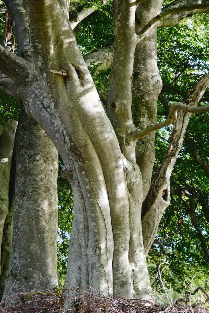 meet a tree in Holystone wood Coquetdale Northumberland