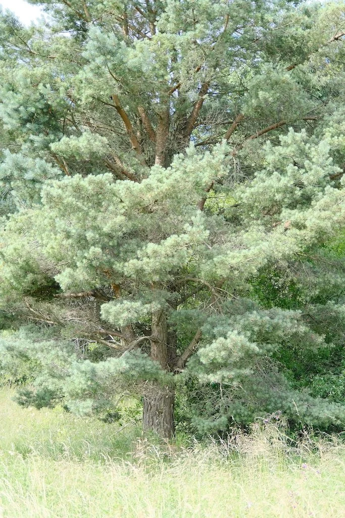 tree image in summer