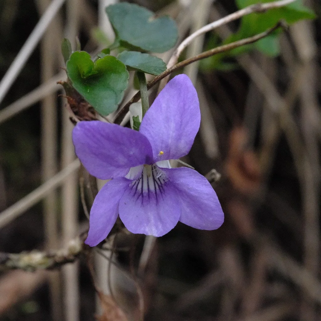 DSCF3278.JPG