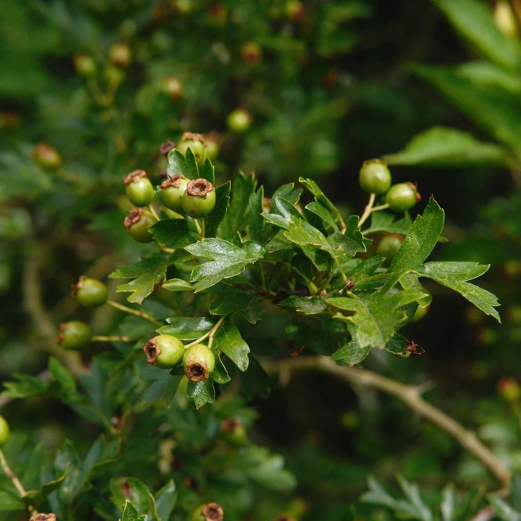 DSCF4119.JPG
