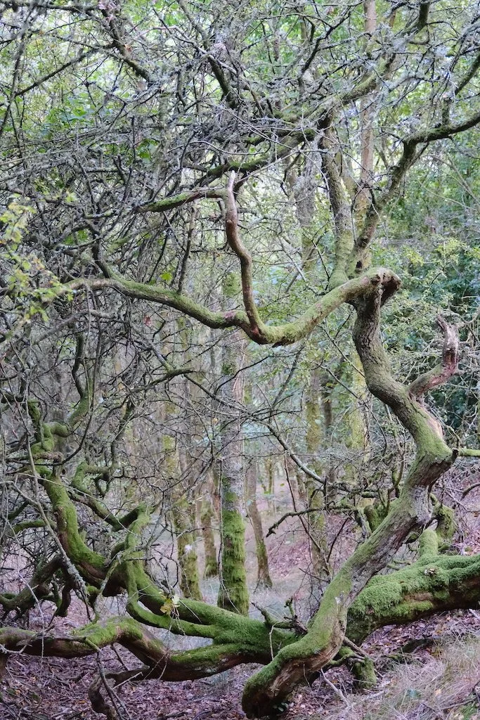old tree fallen but remaining alive