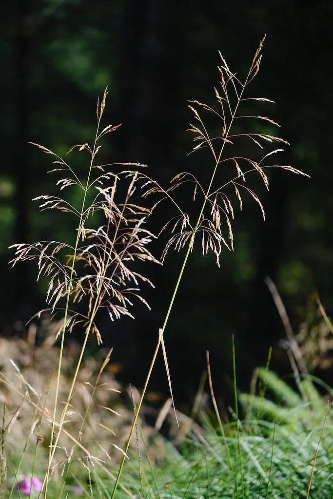 DSCF0342.JPG