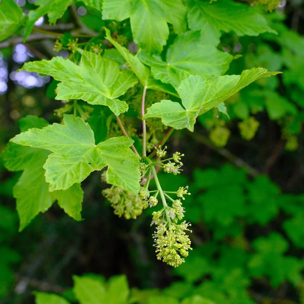 DSCF3542.JPG