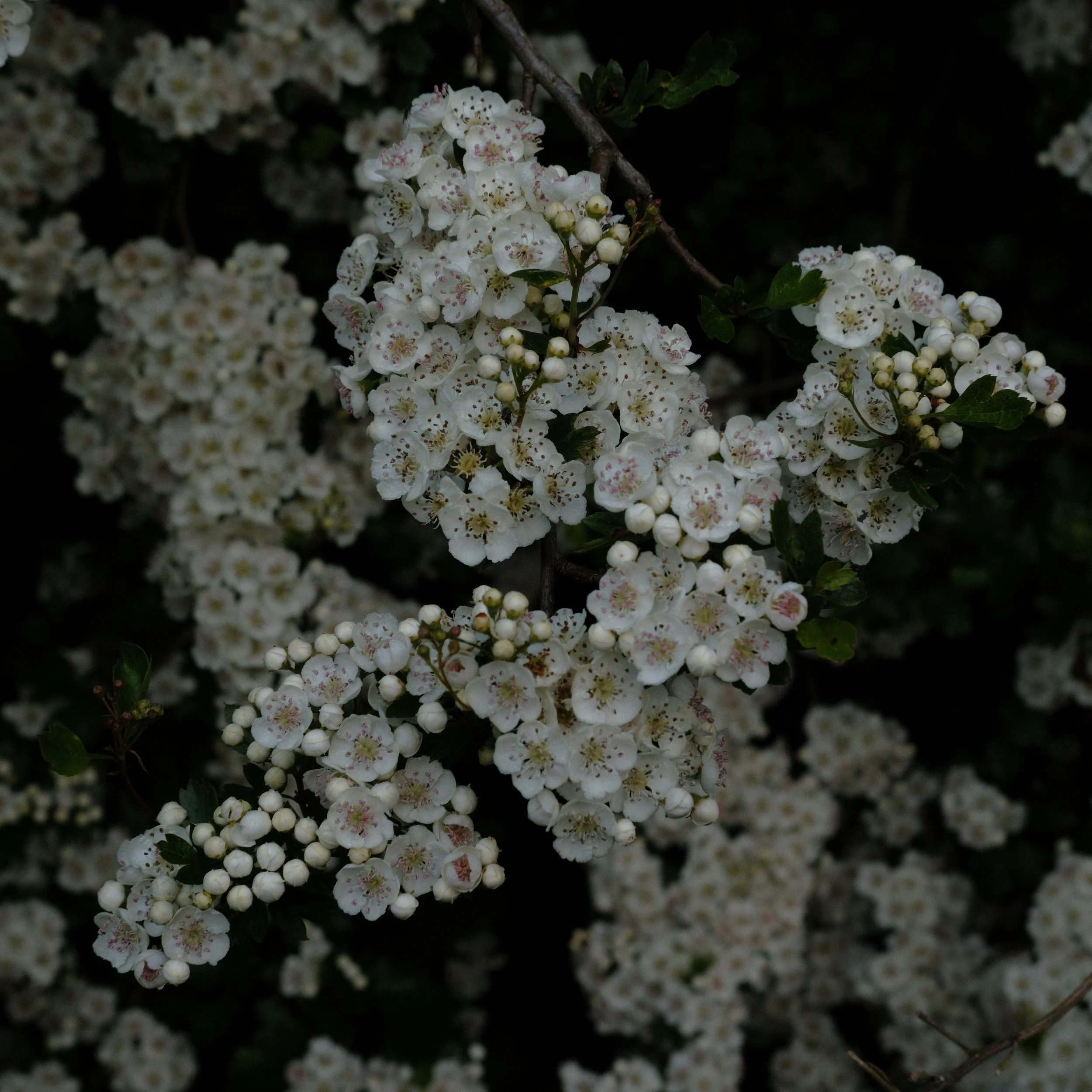 DSCF3347.JPG