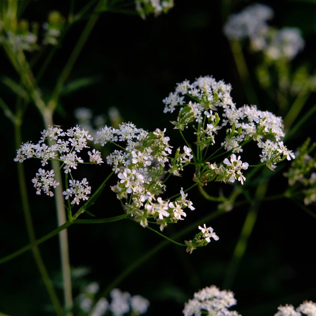 DSCF3536.JPG