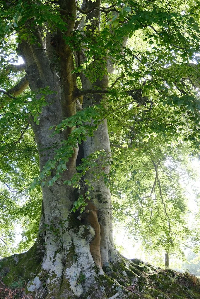 meet a tree in Holystone woods Coquetdale Northumberland