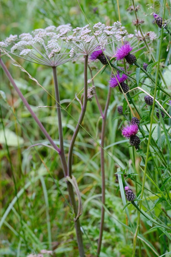 DSCF0260.JPG