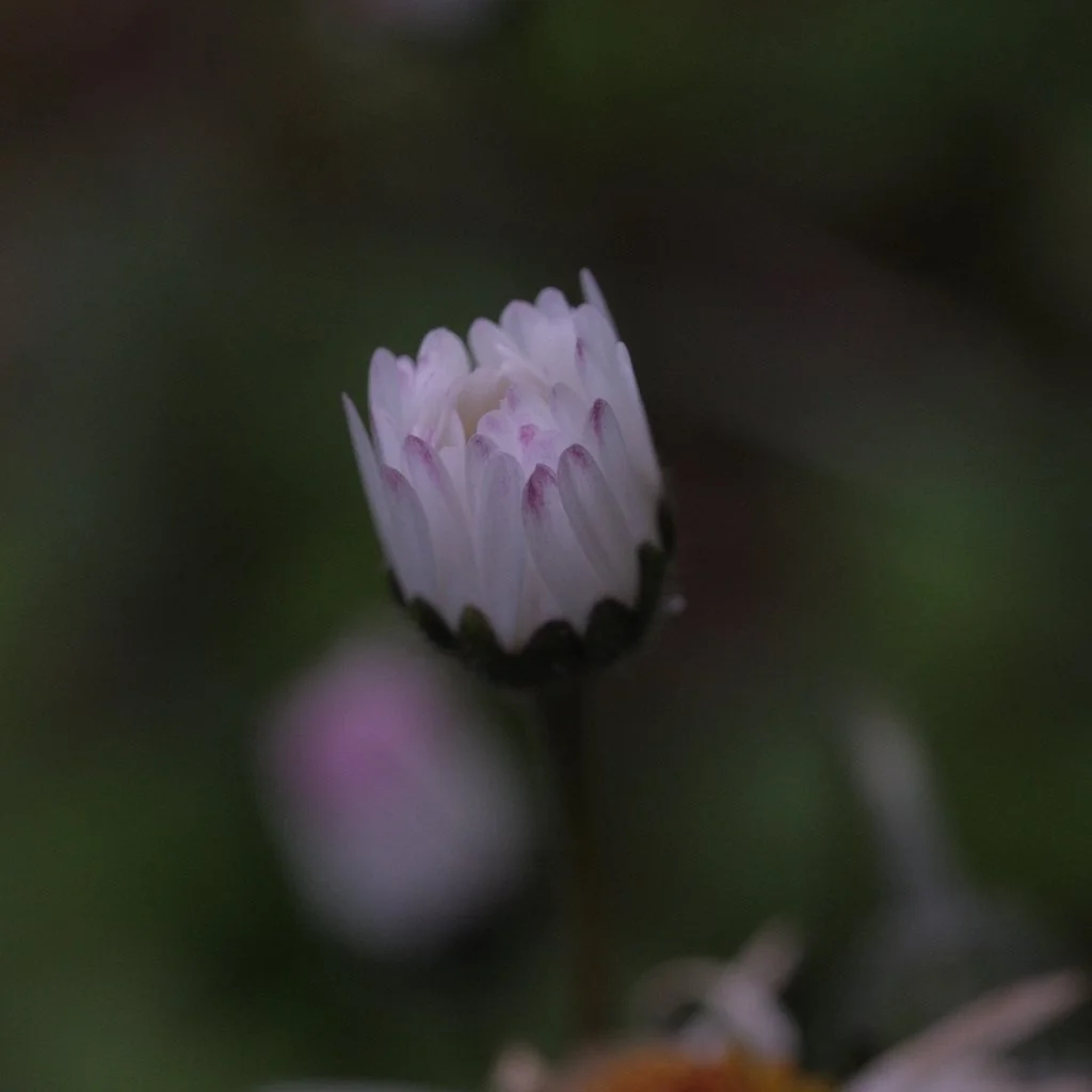 DSCF3419.JPG