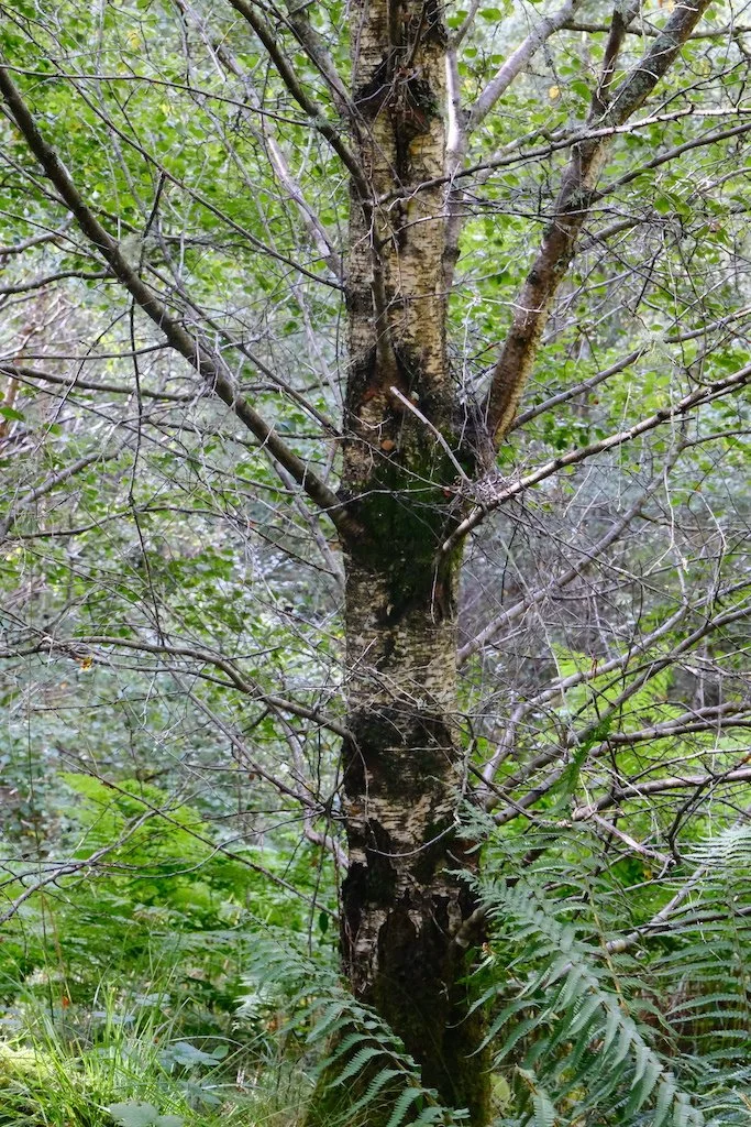 meet a tree in Holystone woods Coquetdale Northumberland