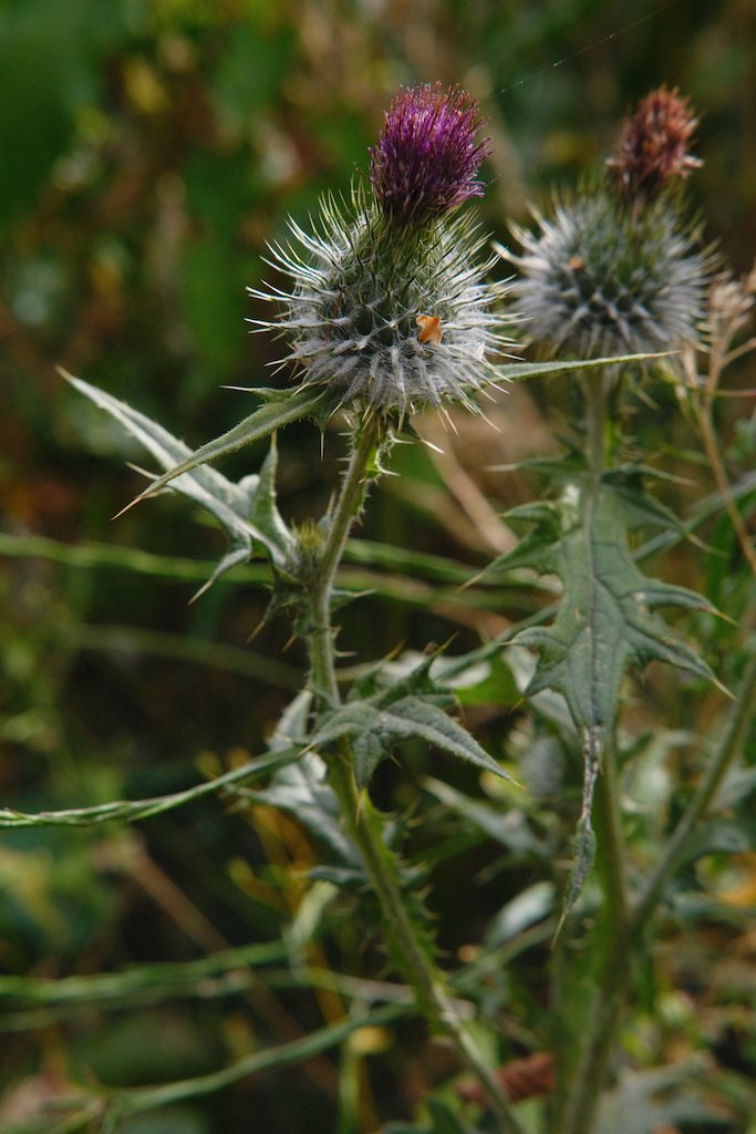 DSCF4139.JPG