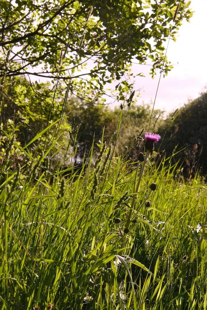 DSCF3717.JPG